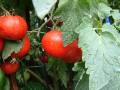 Tomato on bush